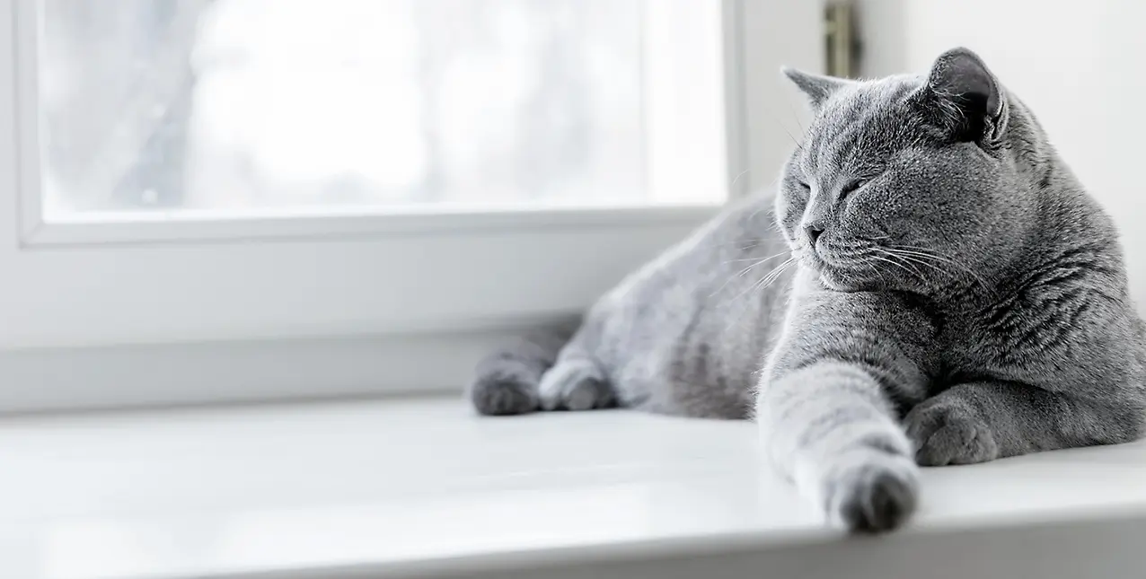 Home Mega Nav Window Board